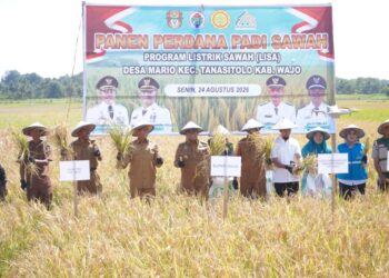 Listrik Sawah Bantu Petani Hadapi Kemarau, Andi Rosman Hadiri Panen Perdana di Tanasitolo