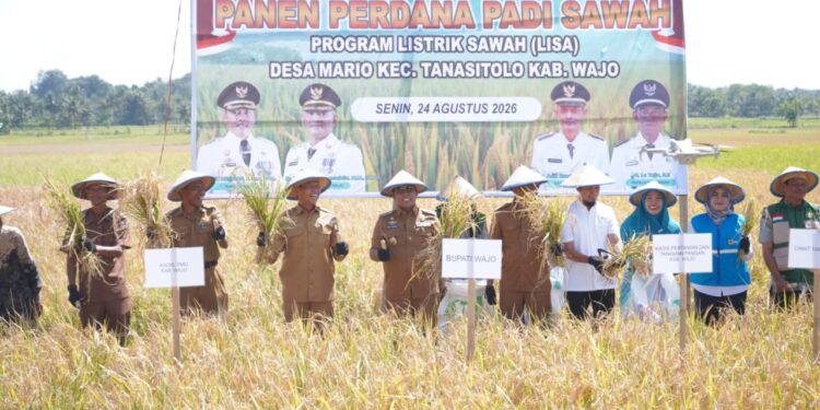 Listrik Sawah Bantu Petani Hadapi Kemarau, Andi Rosman Hadiri Panen Perdana di Tanasitolo